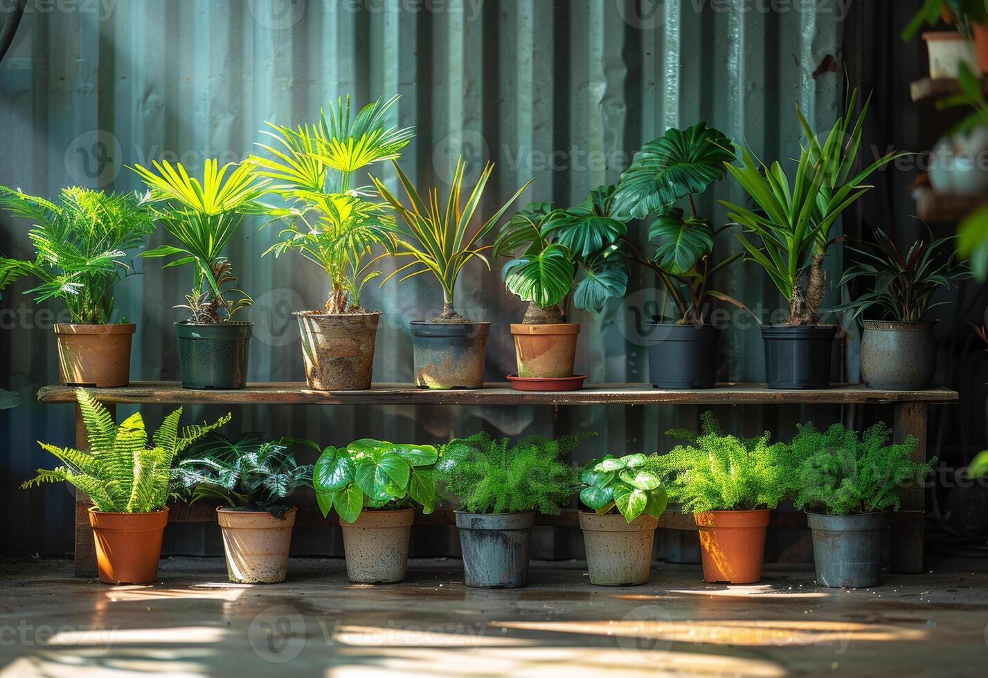 AI generated Many potted plants are on the wooden shelf photo