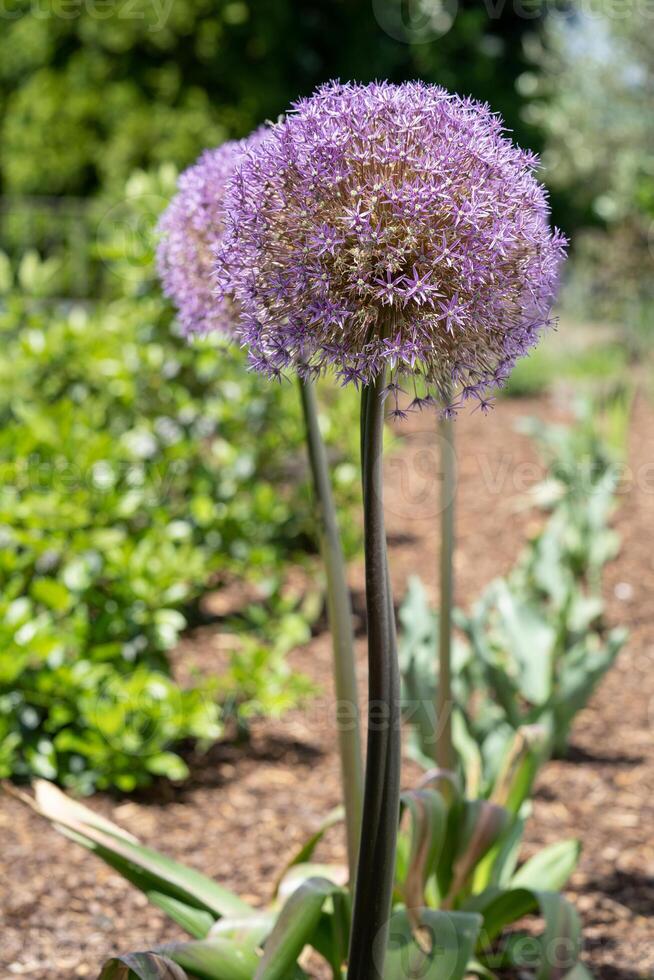 Giant onion, Allium giganteum photo