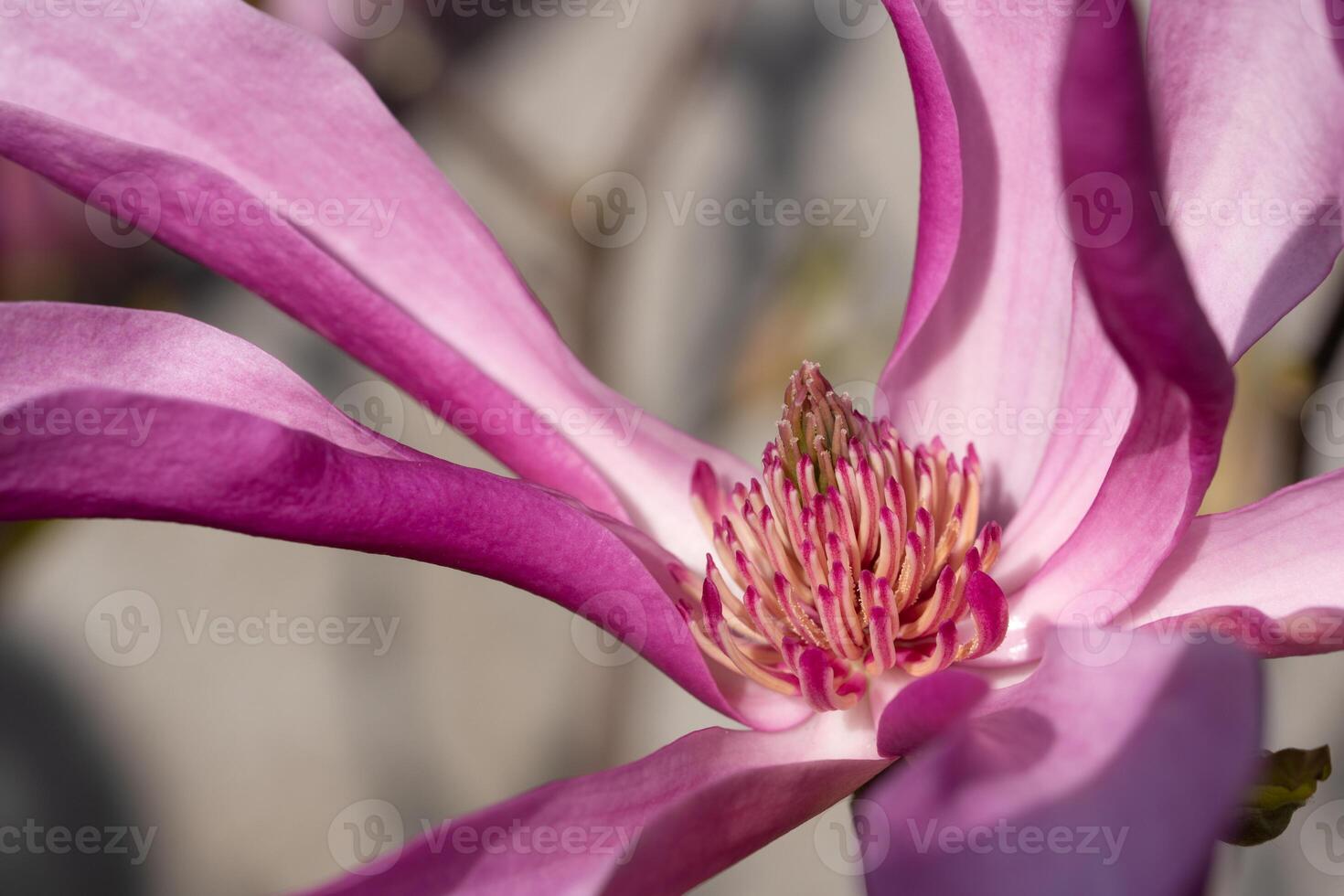 tulipán magnolia, magnolia liliiflora foto