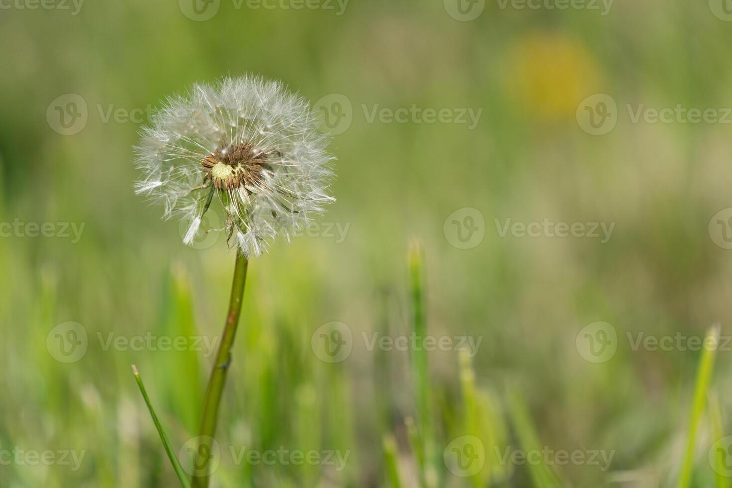 común diente de león, taraxacum foto