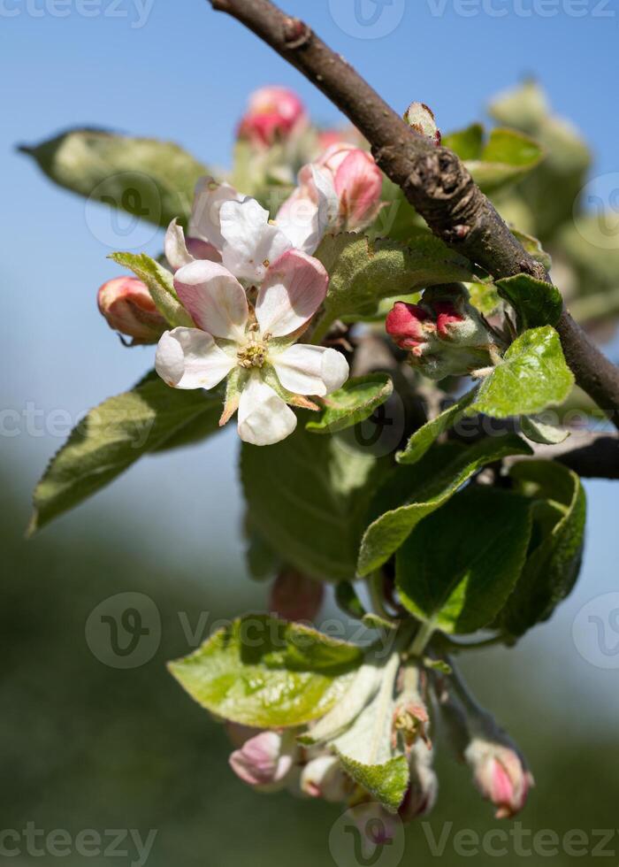 Apple tree, Malus domestica photo