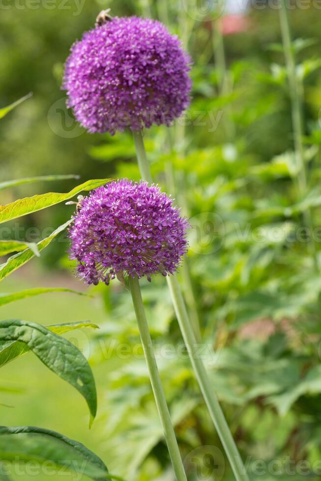 gigante cebolla, allium giganteum foto