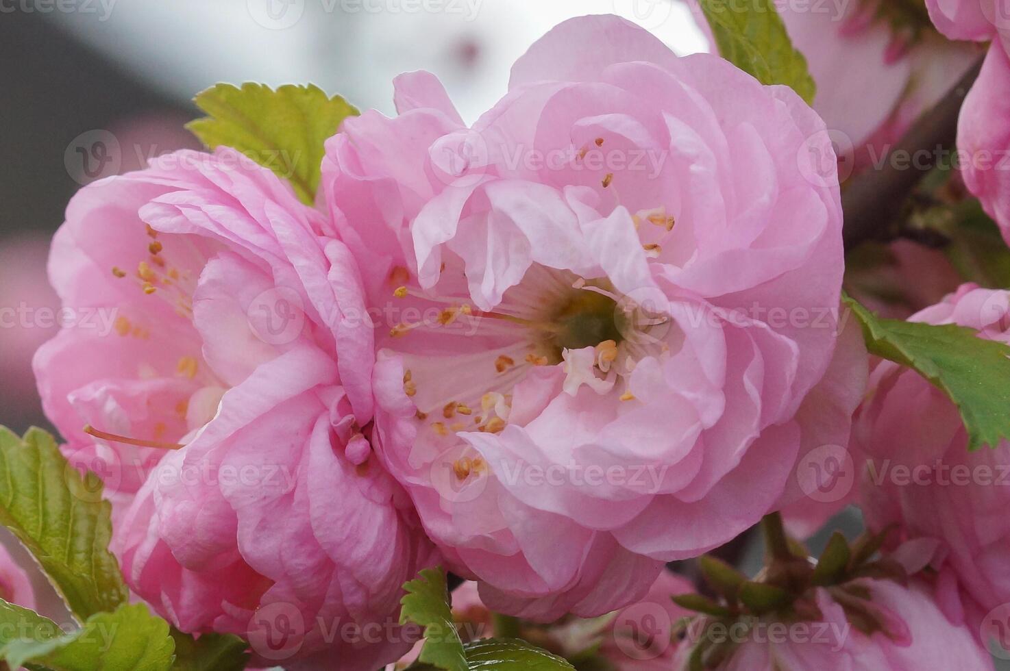 enano almendra, herold de primavera foto