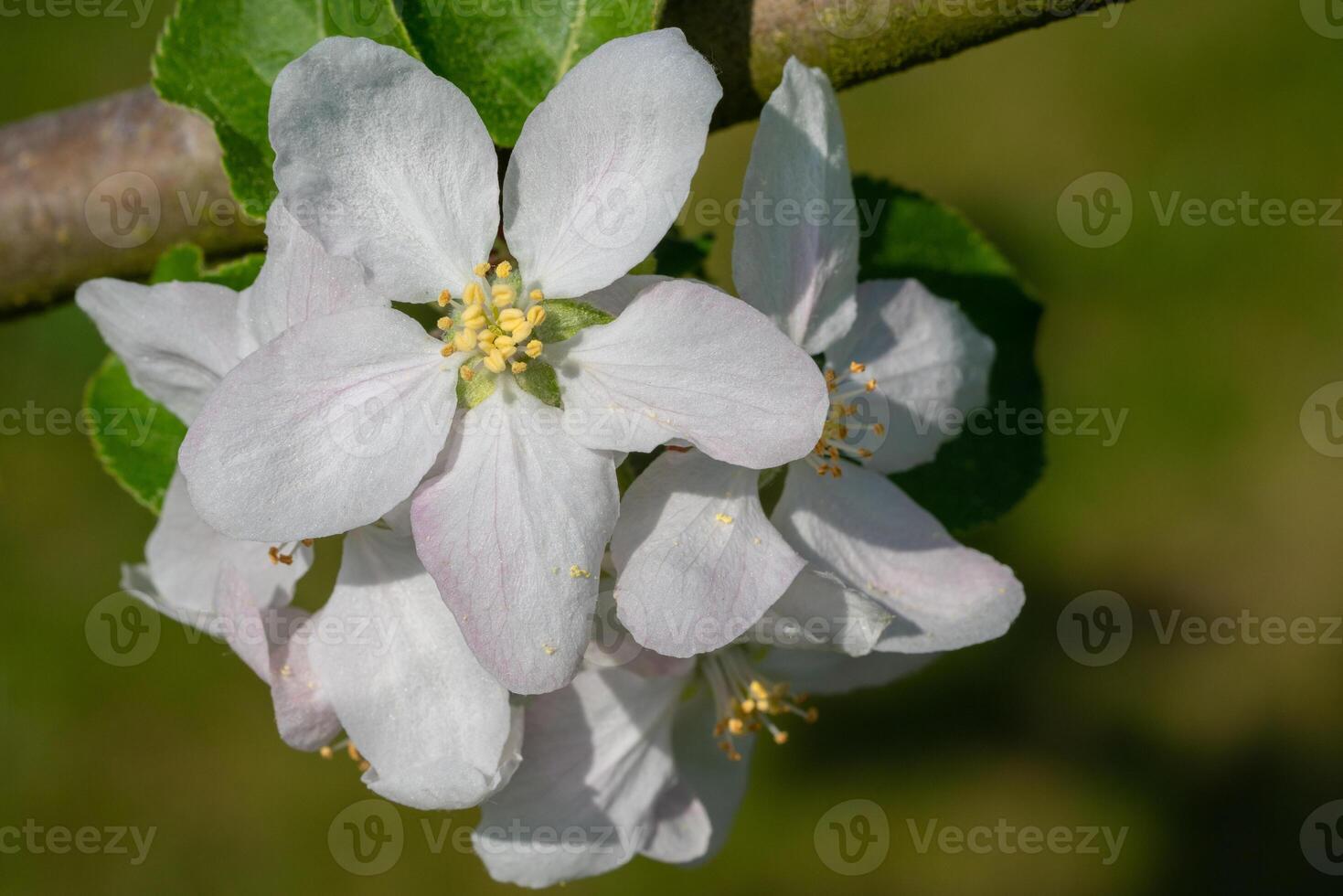 Common pear, Pyrus domestica photo