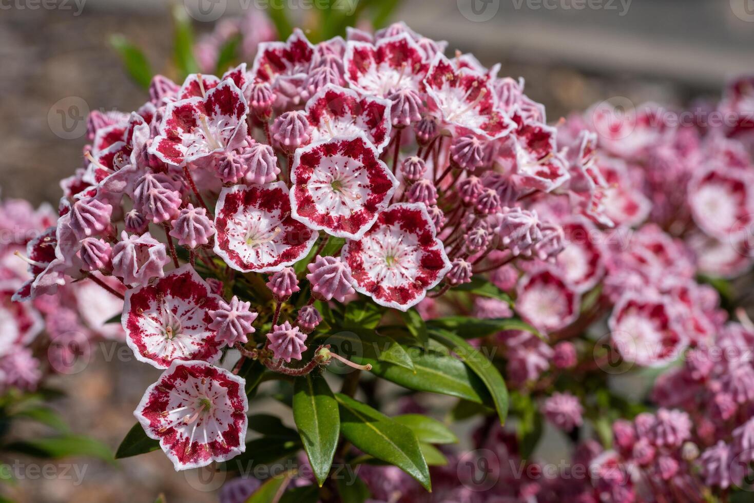 Mountain laurel, Kalmia latifolia photo