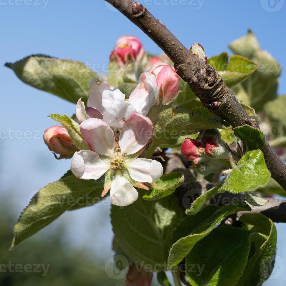 Apple tree, Malus domestica photo