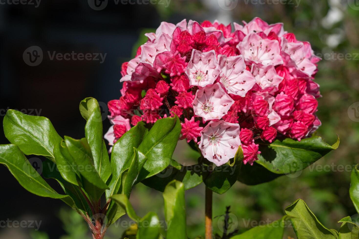 Mountain laurel, Kalmia latifolia photo