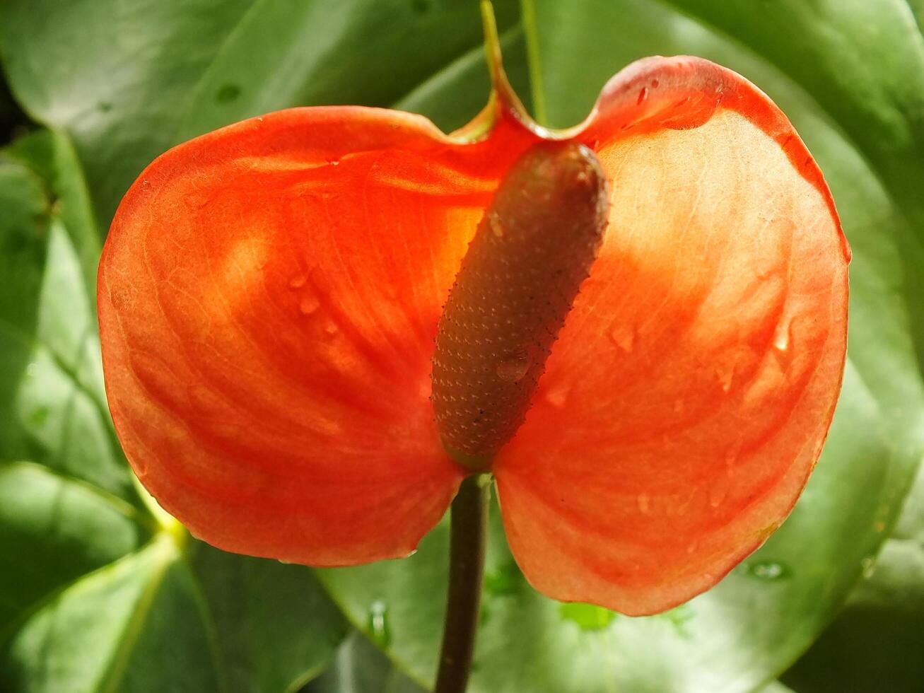 House plant red Anthurium in the garden. Anthurium andraeanum. Flower Flamingo flowers or Anthurium andraeanum symbolize hospitality. photo
