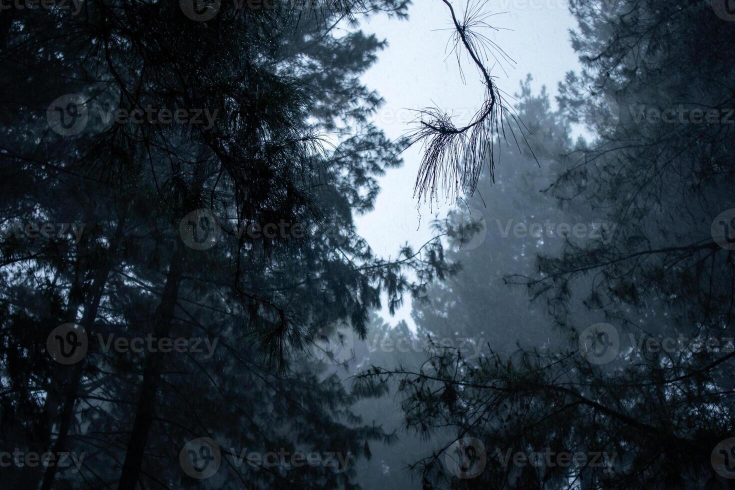 View of a pine forest during heavy rain. Misty forest. photo