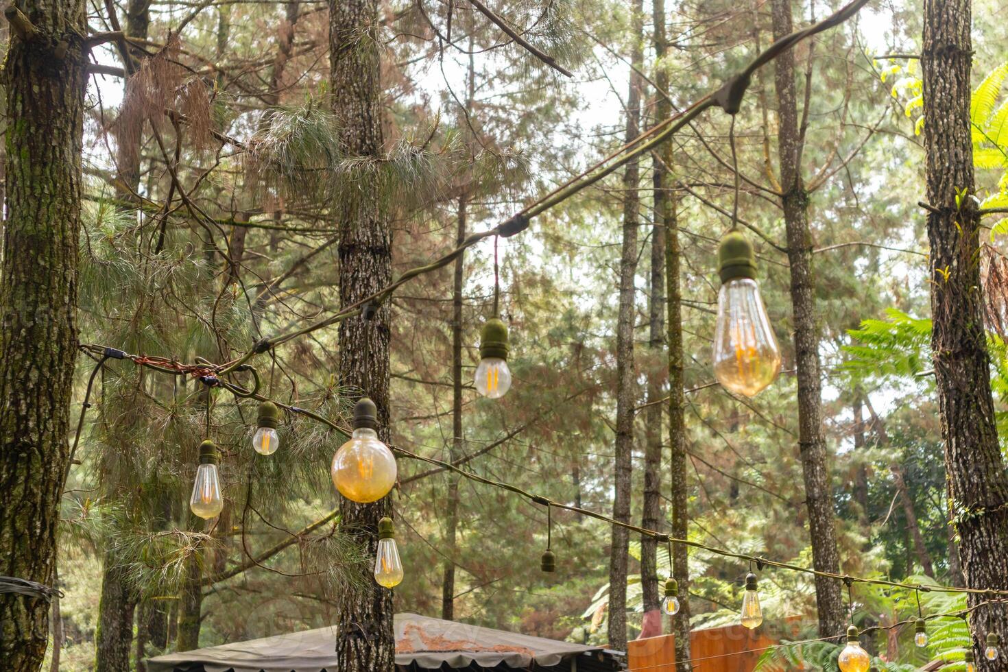 View of a pine forest with retro incandescent lamps in the morning photo