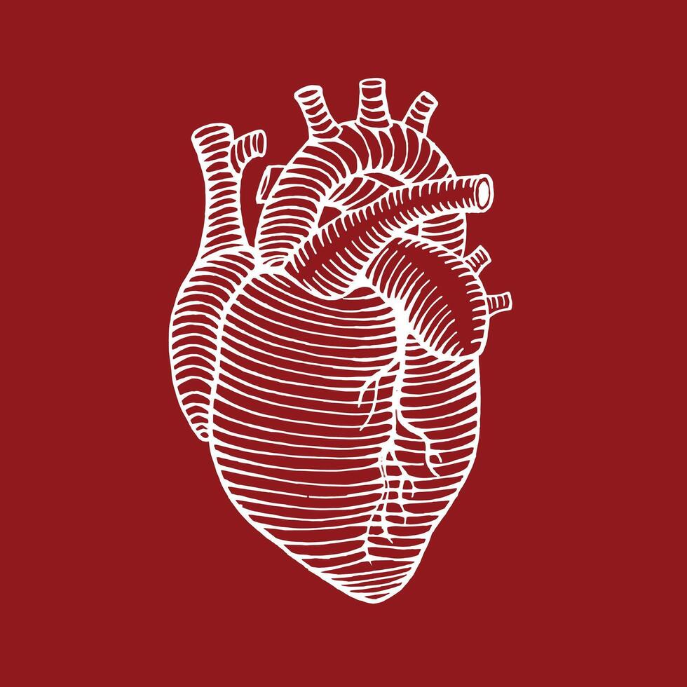 hand drawn human heart drawing illustration reverse colors engraved style vector