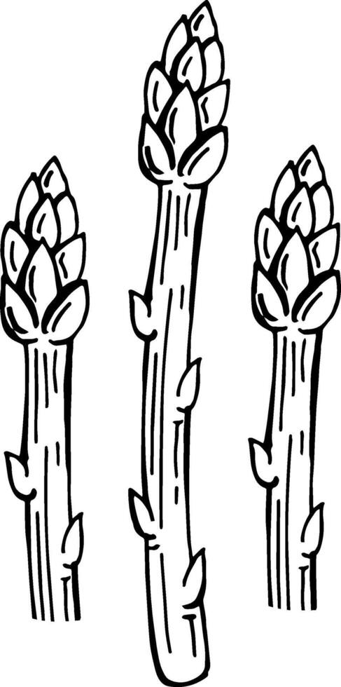 hand drawn asparagus vector illustration