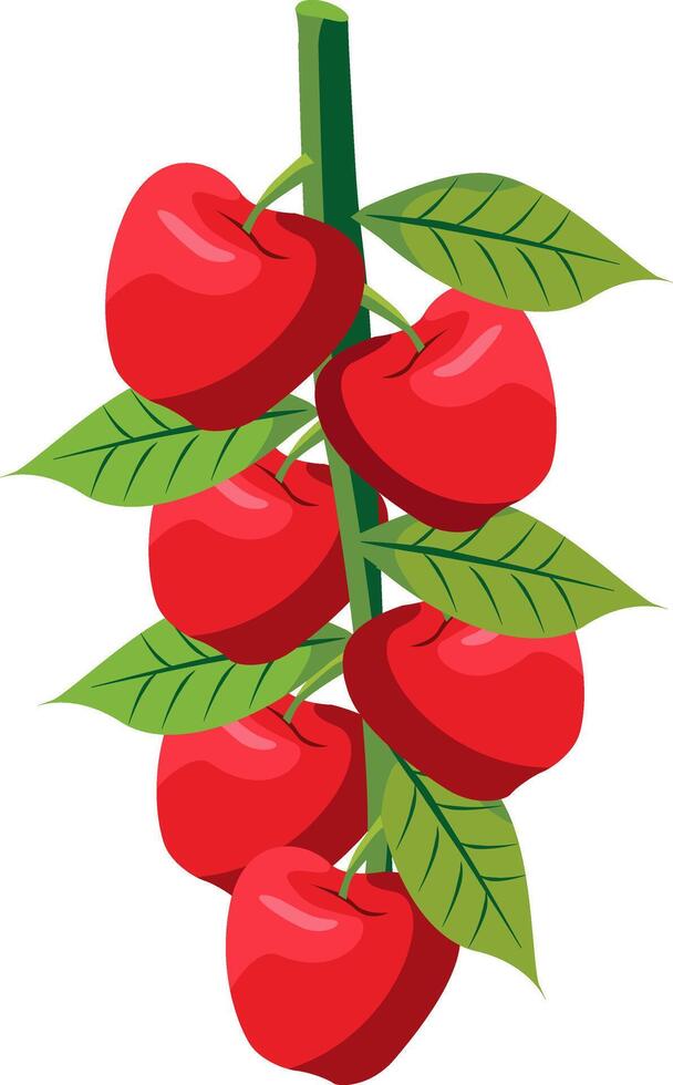 kashmir apple tree  branch isolated vector