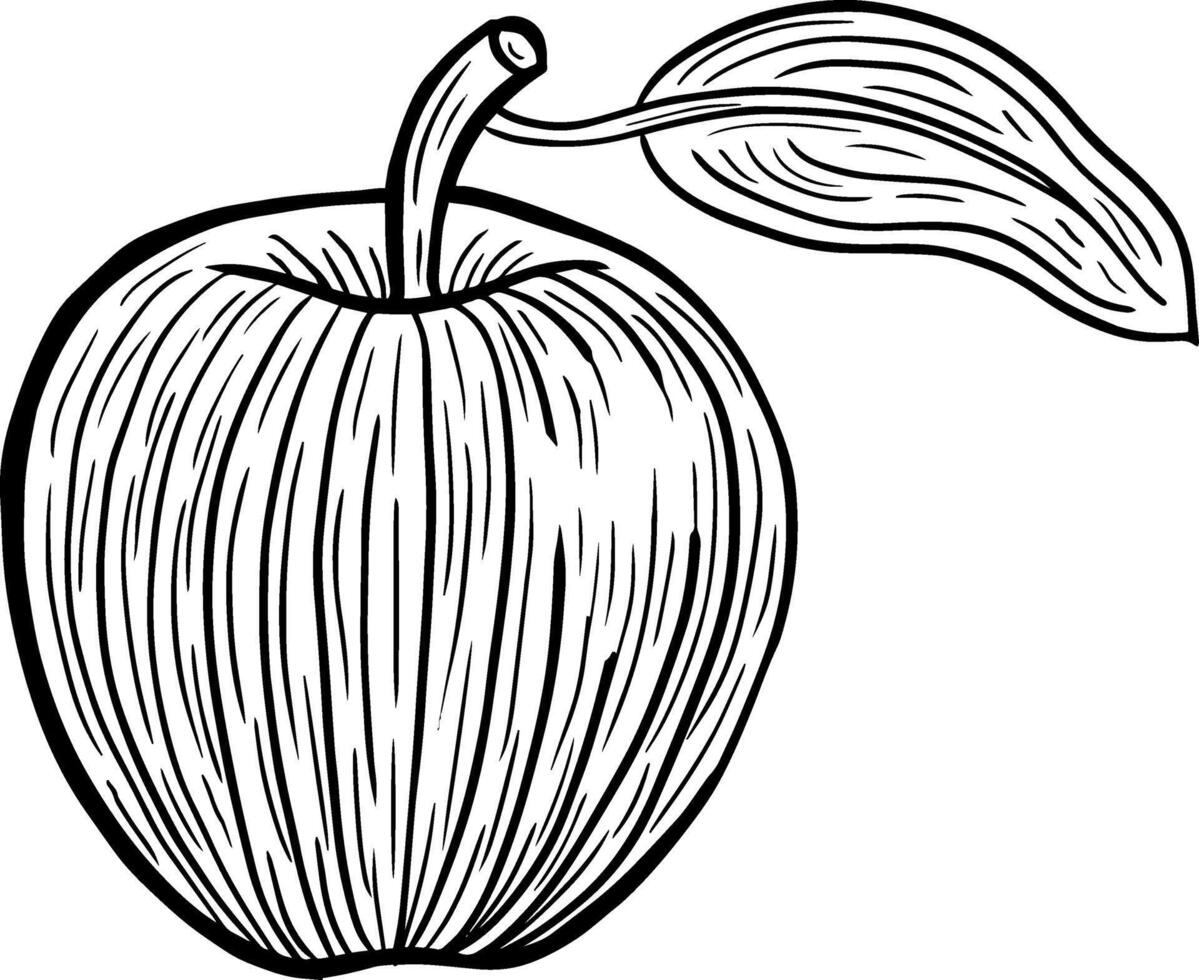 apple fruit hand drawn engraved sketch drawing vector