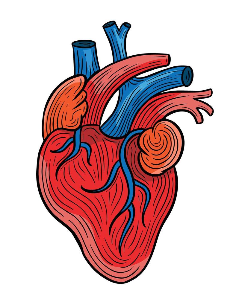 humano corazón mano dibujado grabado bosquejo dibujo vector