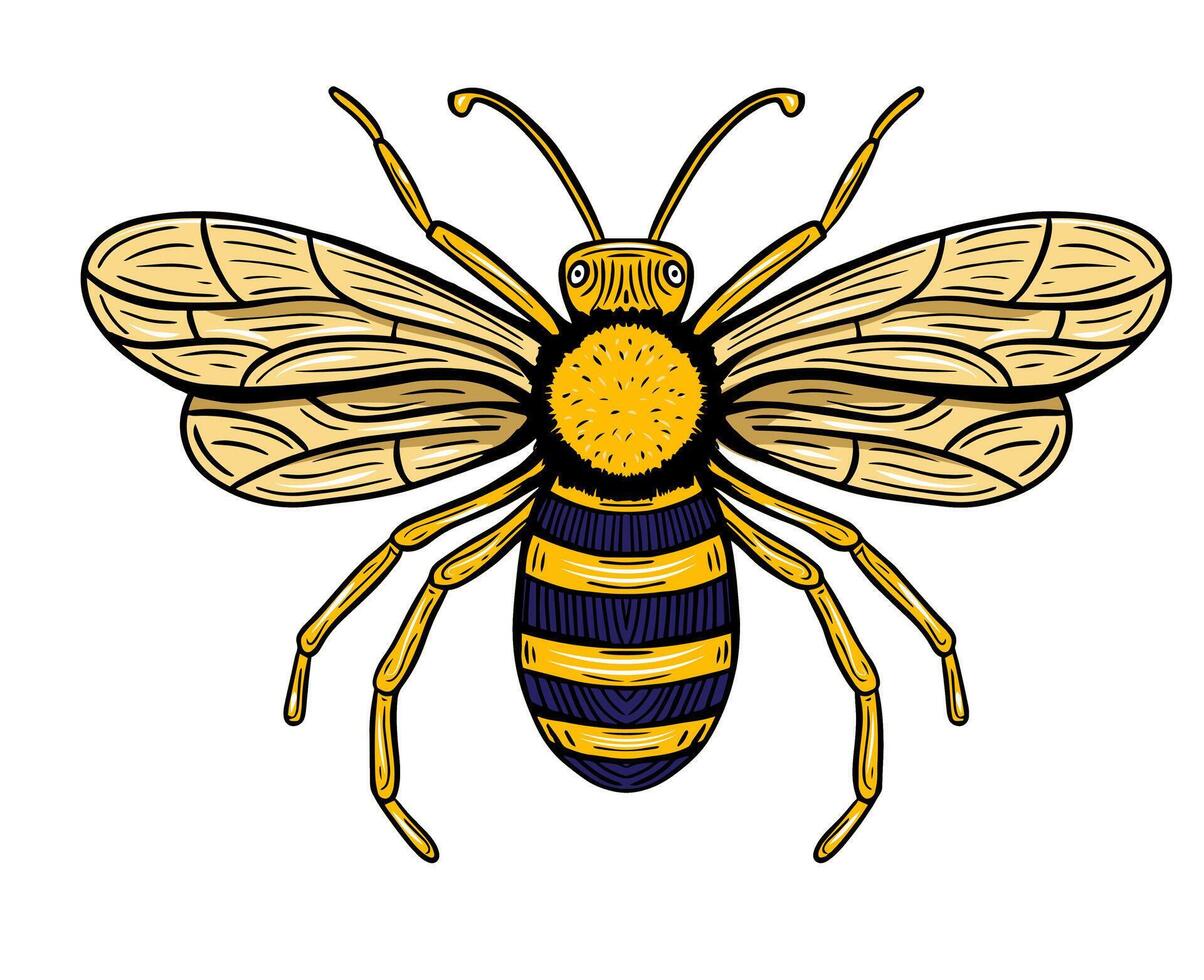 miel abeja mano dibujado grabado bosquejo dibujo vector