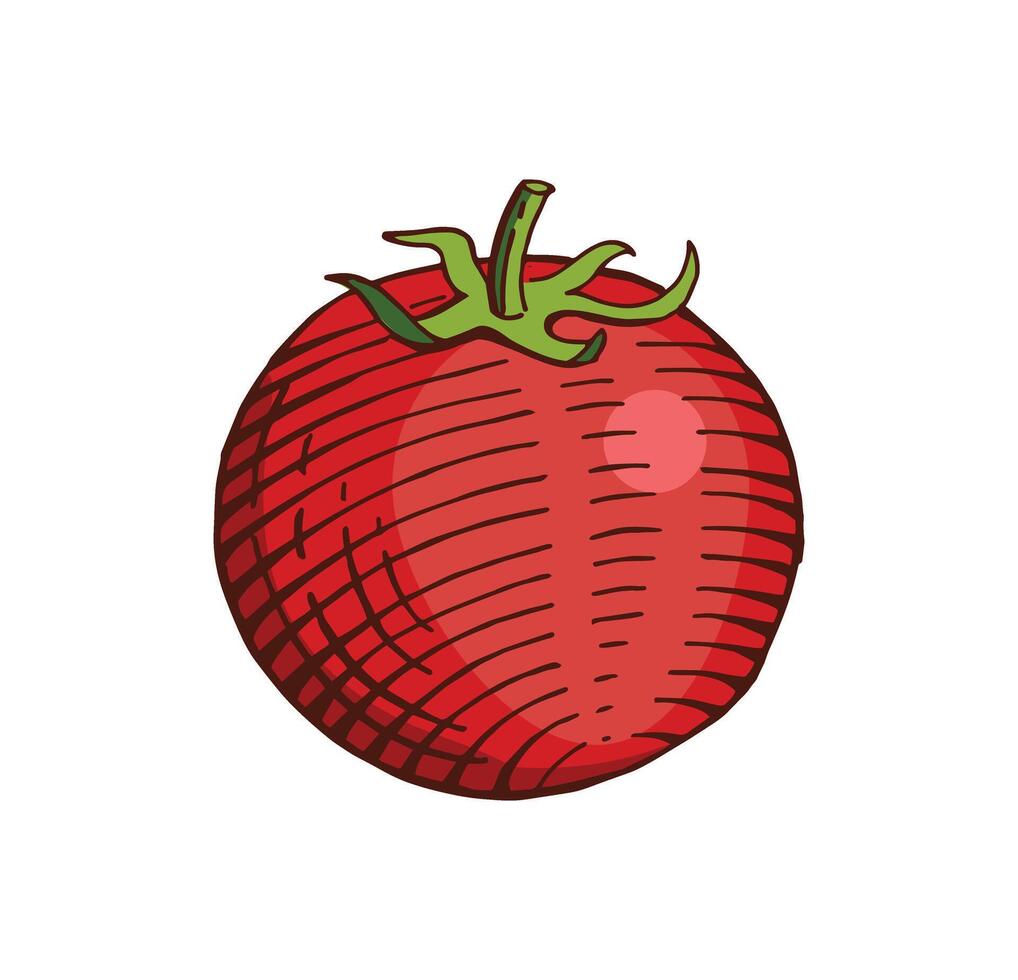 mano dibujado tomate color vector ilustración