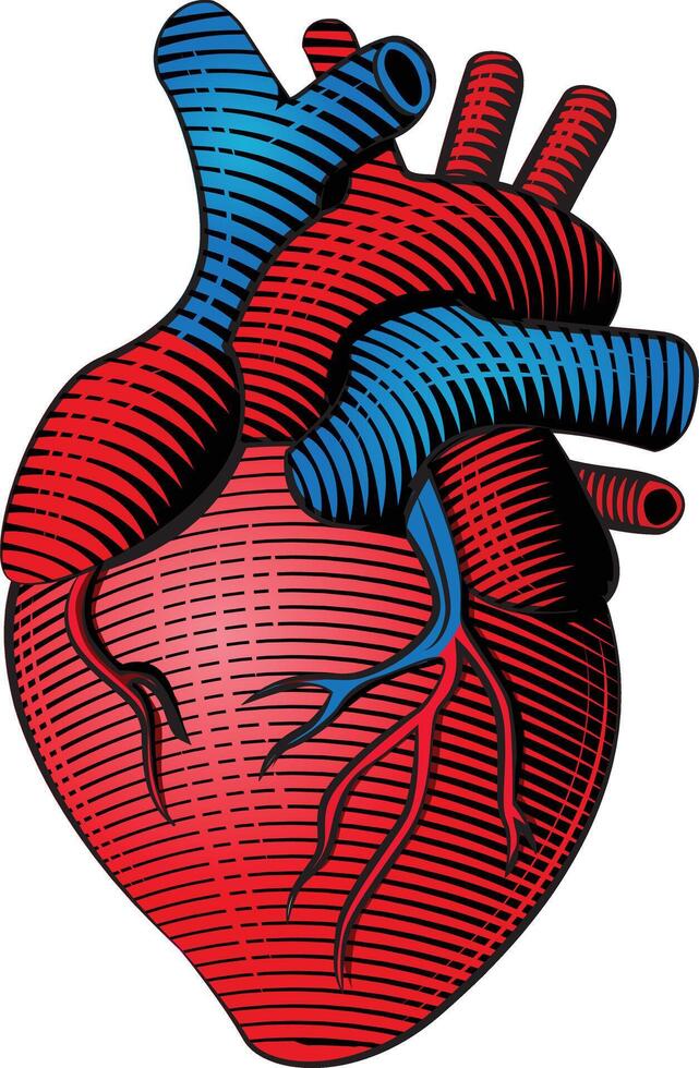 Woodcut style colored human heart line art vector