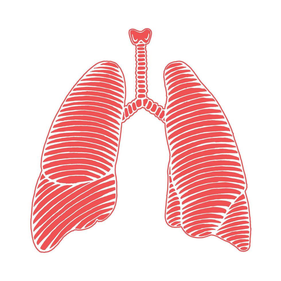 hand drawn human lung illustration reverse with outline engraved style vector