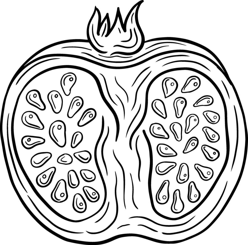 pomegranate fruit  hand drawn engraved sketch drawing vector