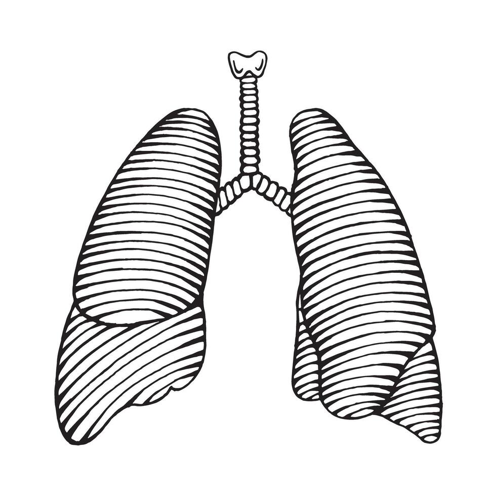 mano dibujado humano pulmón ilustración grabado estilo vector