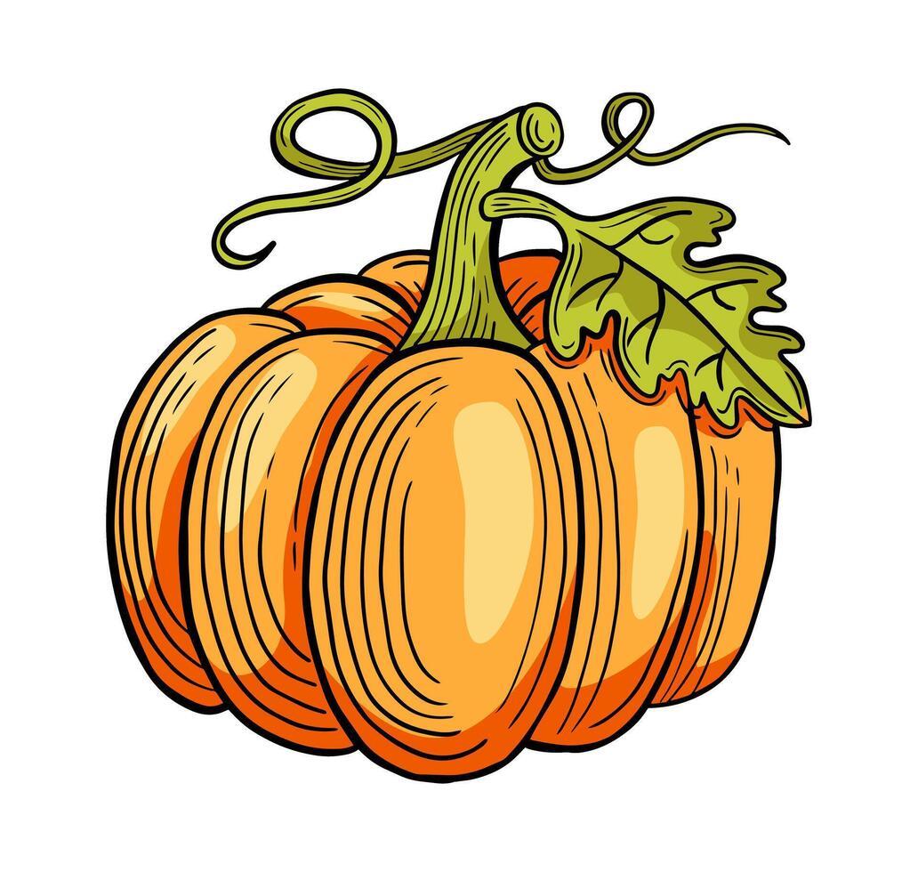 pumpkin hand drawn engraved sketch drawing vector