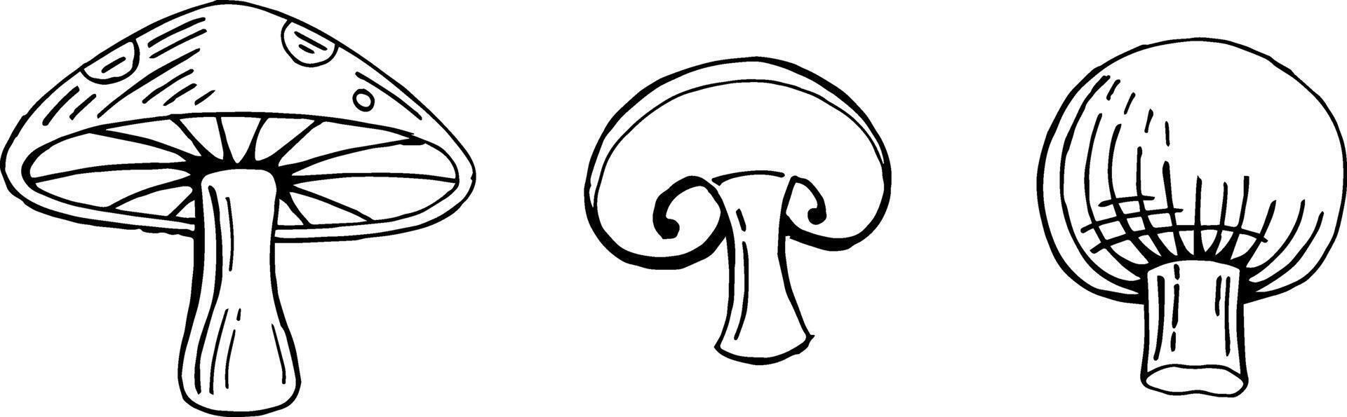 hand drawn mushroom vector illustration