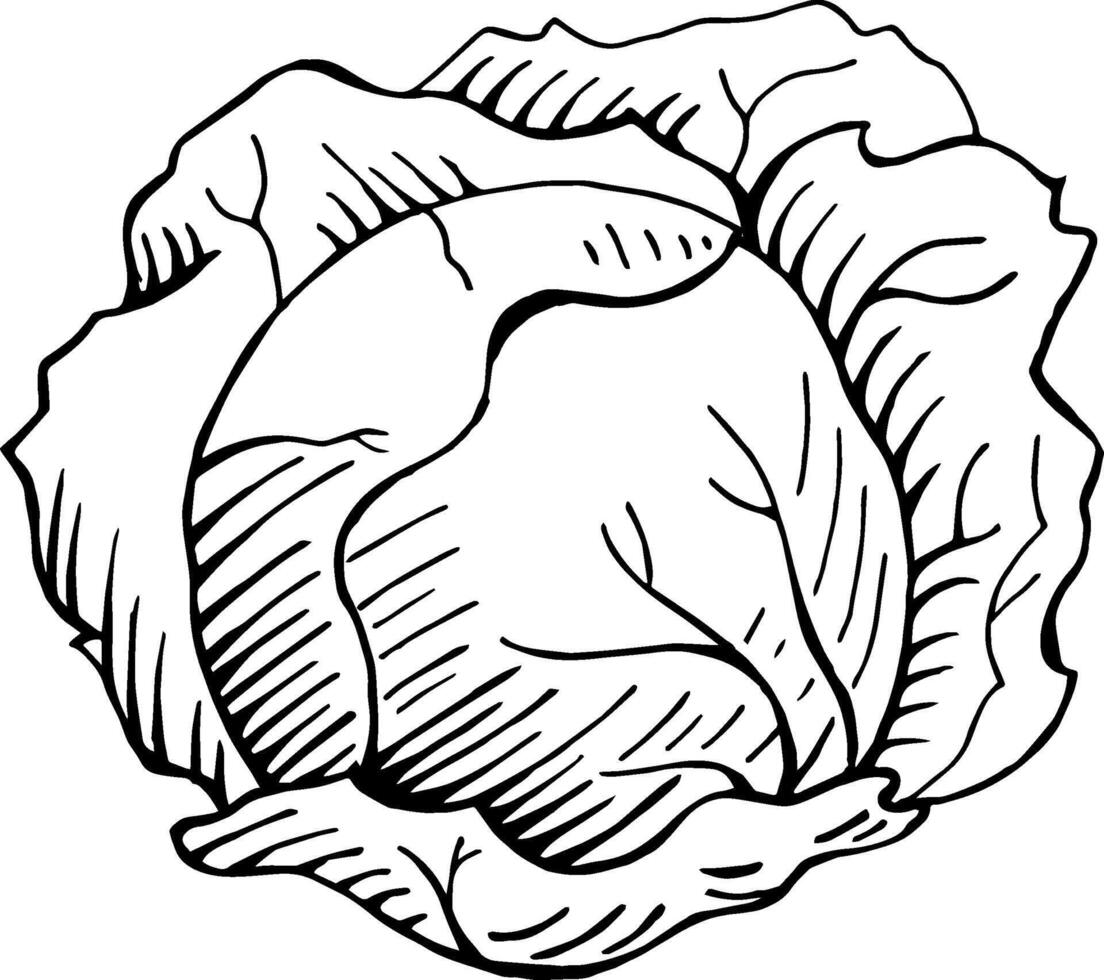 hand drawn cabbage vector illustration