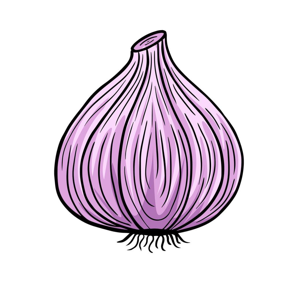 garlic hand drawn engraved sketch drawing vector