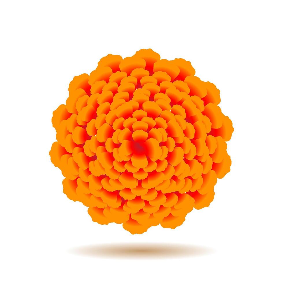 realistic marigold flower vector illustration