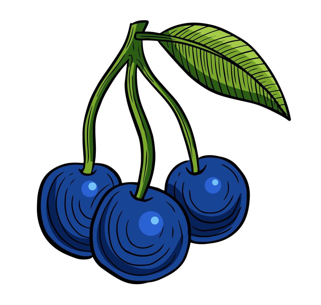 blueberry hand drawn engraved sketch drawing vector