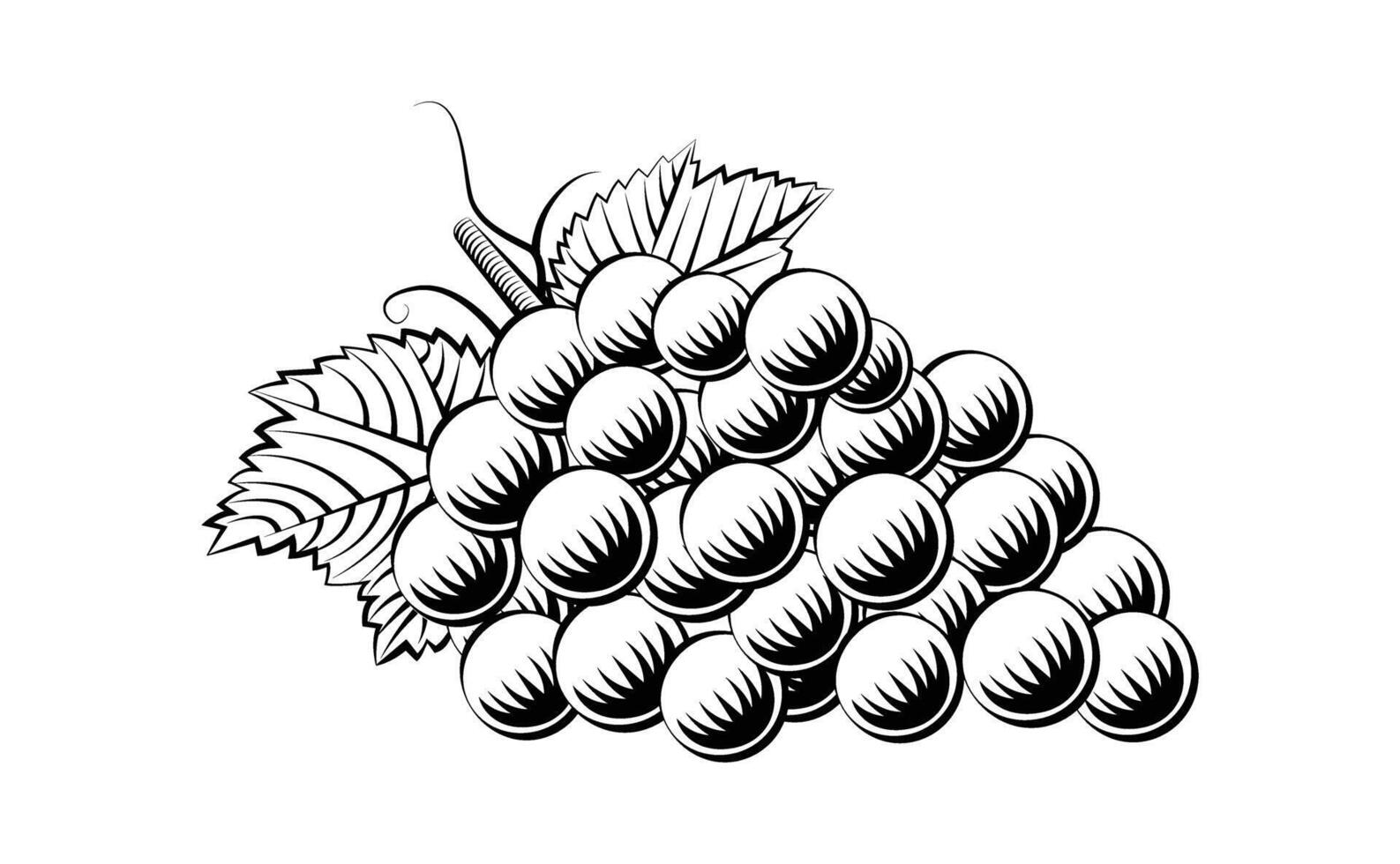 grapes line work vector illustration