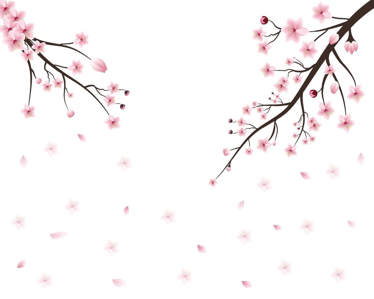 Vector japan sakura cherry branch with blooming flowers. design constructor with blooming cherry branch. Branch with beautiful sakura flowers and falling petals realistic composition illustration.