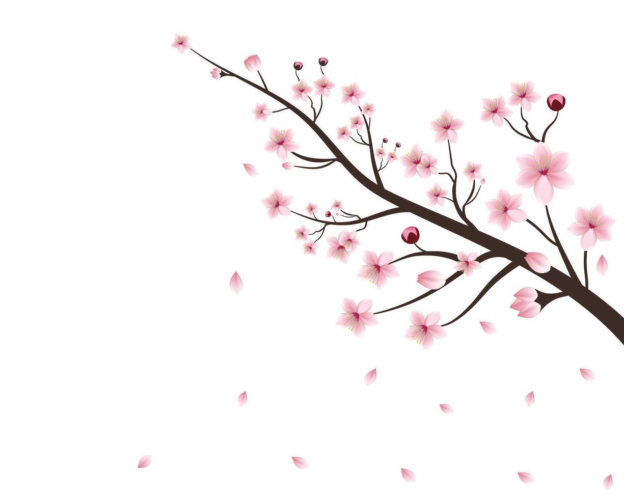Cherry blossom flower blooming vector. pink sakura flower background. cherry blossom branch with sakura flower. Beautiful sakura flowers and falling petals realistic composition illustration. vector