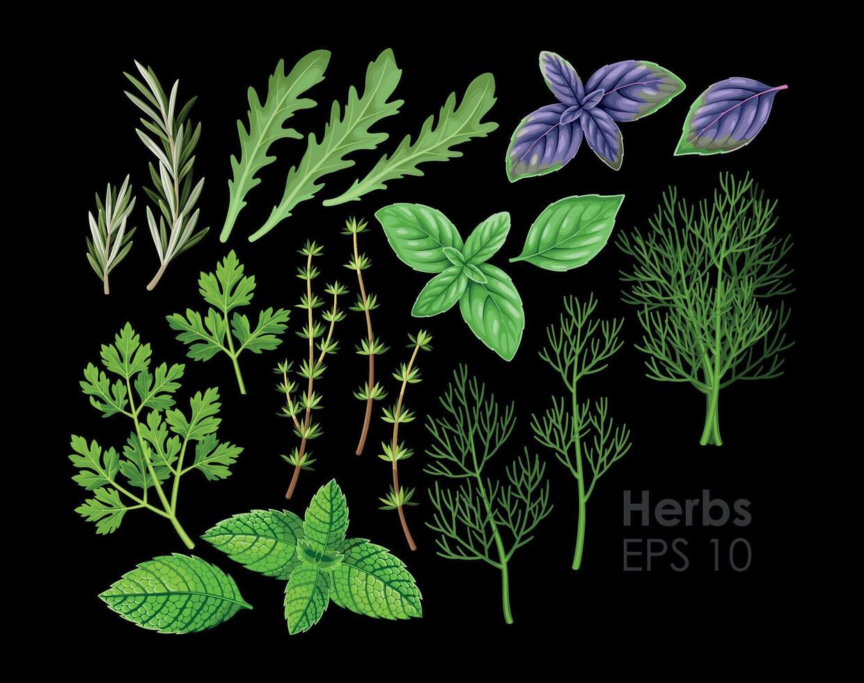 Big vector set of high detailed herbs