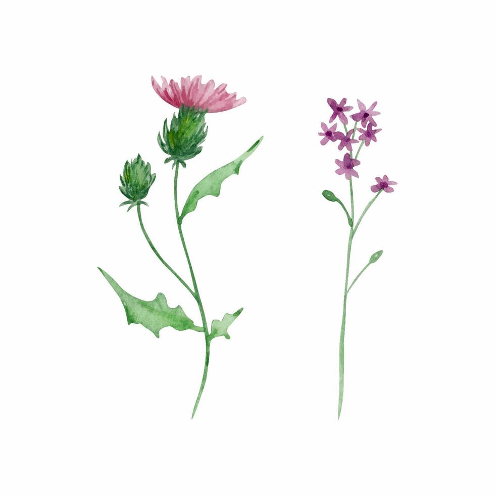 Watercolor wildflowers, delicate botanical illustration vector