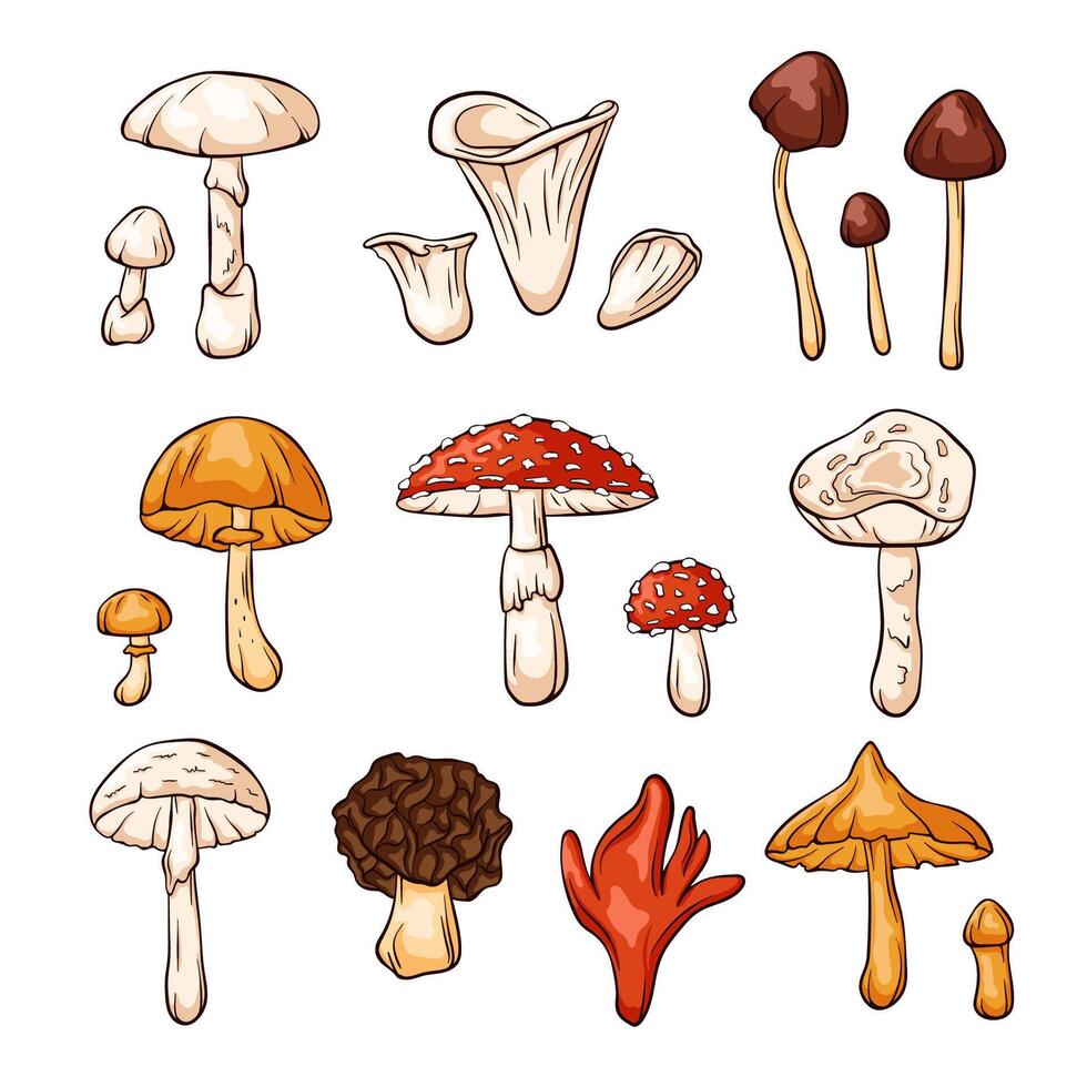 mano dibujado vistoso incomible hongos colección en dibujos animados estilo. mosca agárico, otoño casquete, mortal gorra web, falso morilla, veneno fuego coral. vector ilustración aislado en un blanco antecedentes.