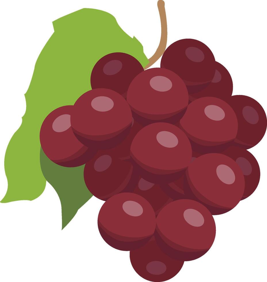 vector grapes fresh fruit icon isolated