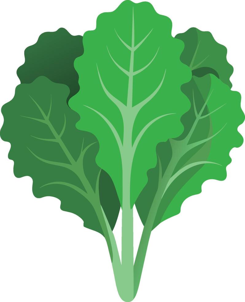 Curly kale, dark green leafy vegetable. Leaf cabbage vector illustration.