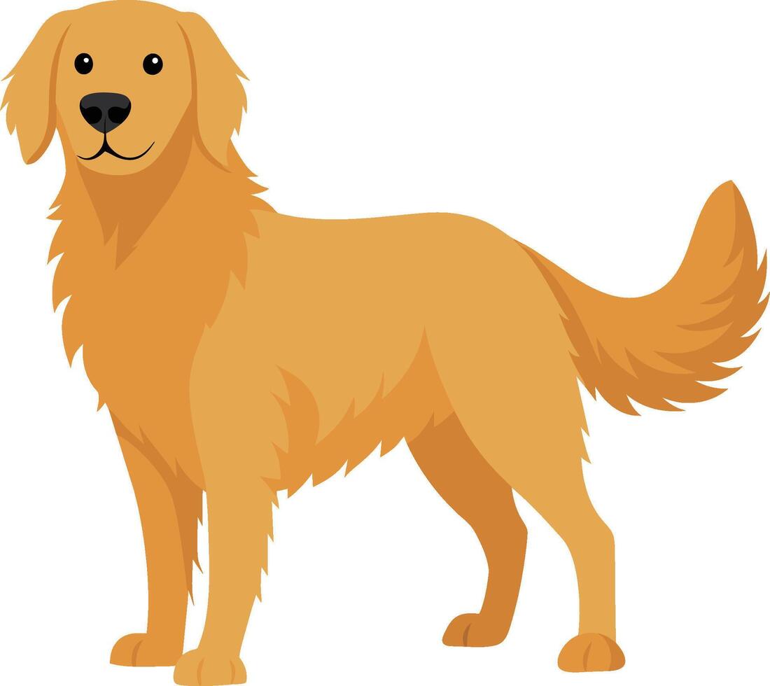 Hand drawn golden retriever dog breed illustration vector