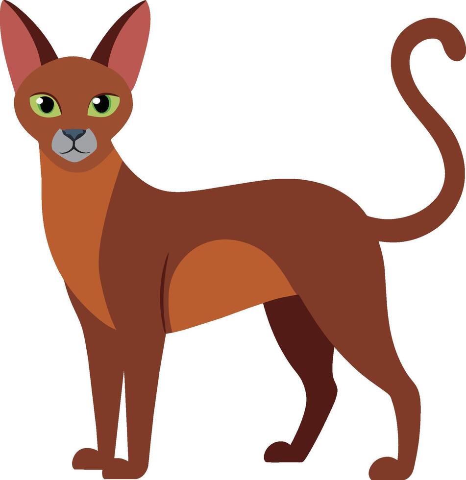abyssinian cat cute pet vector illustration