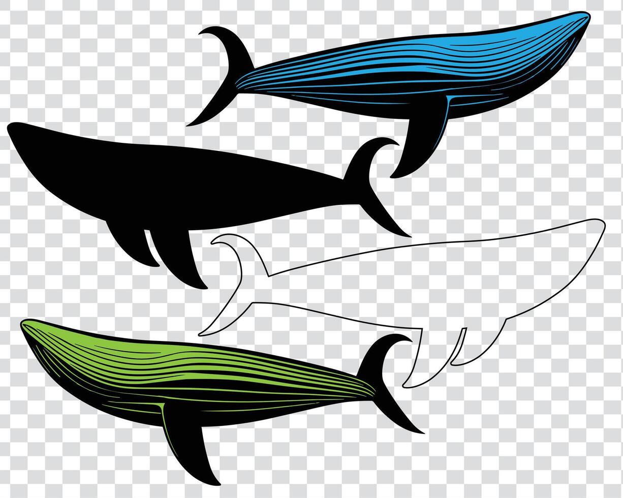 exclusive collection of blue whale.  whale vector illustration