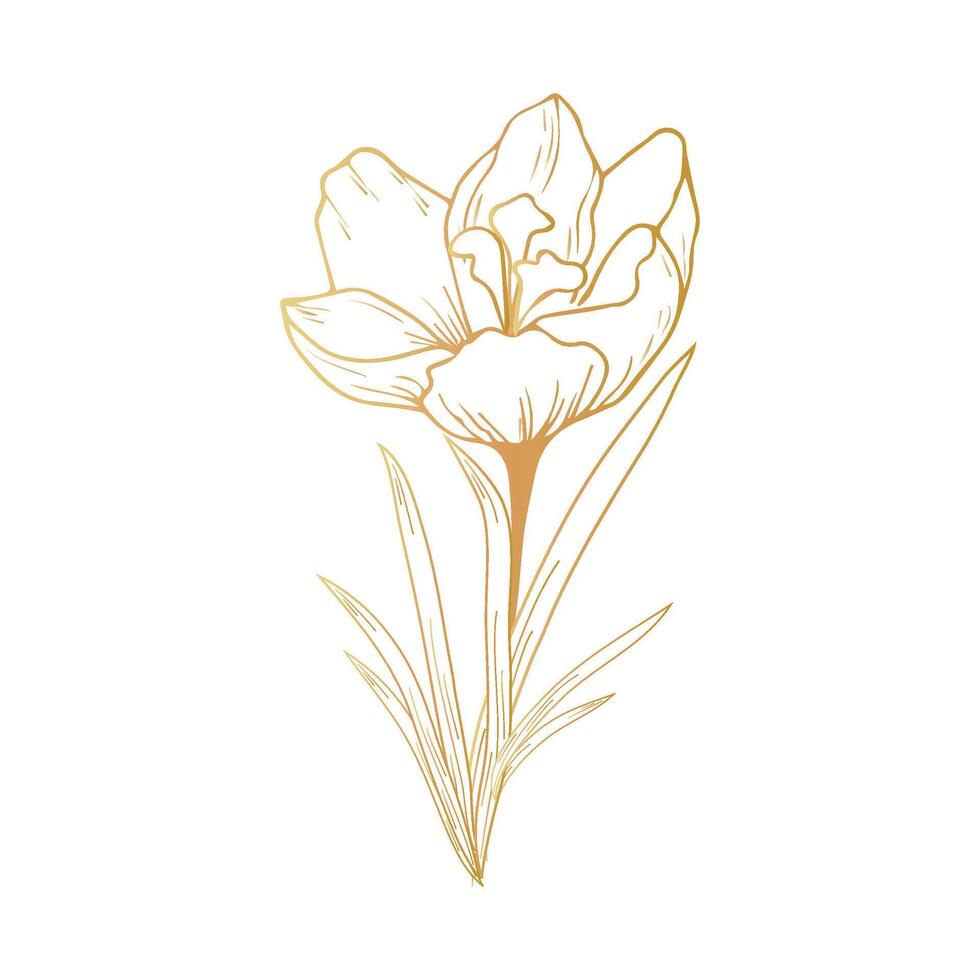 Saffron flower, crocus in golden color. Hand drawing. For postcards, invitations, it, printing, for your design. vector