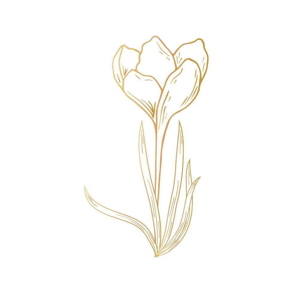 Saffron flower, crocus in golden color. Hand drawing. For postcards, invitations, it, printing, for your design. vector