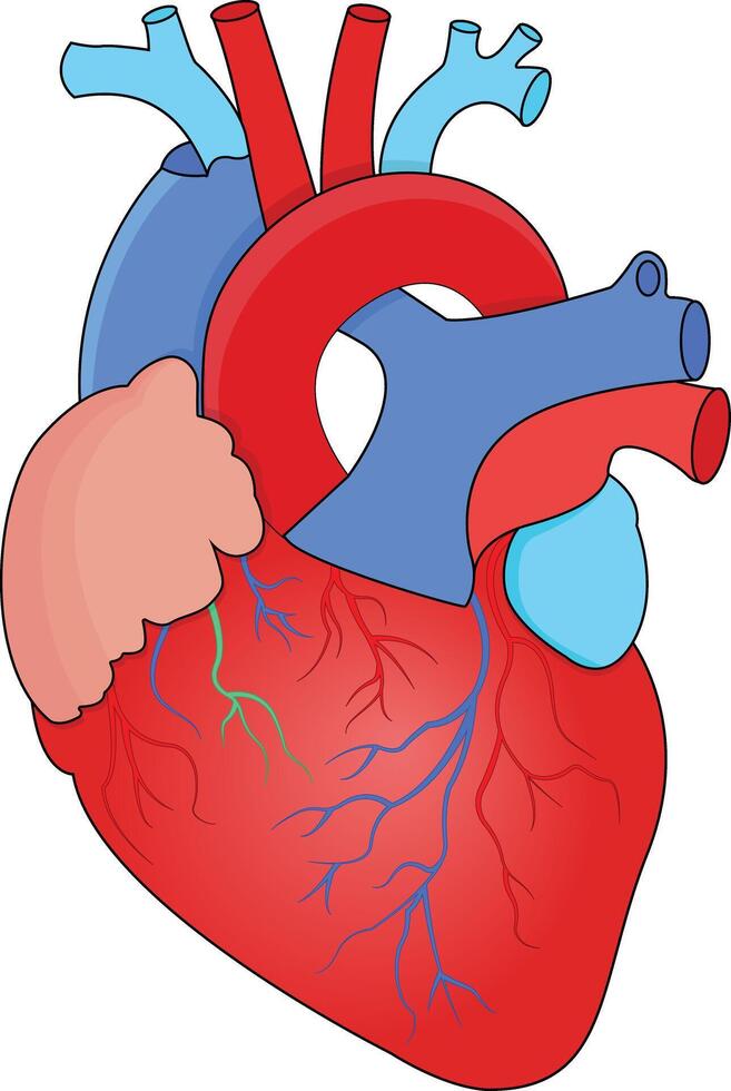 Human Heart with Blood Vessels vector