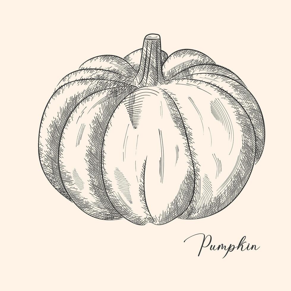 tinta bosquejo de calabaza aislado en blanco antecedentes. mano dibujado vector ilustración. retro estilo