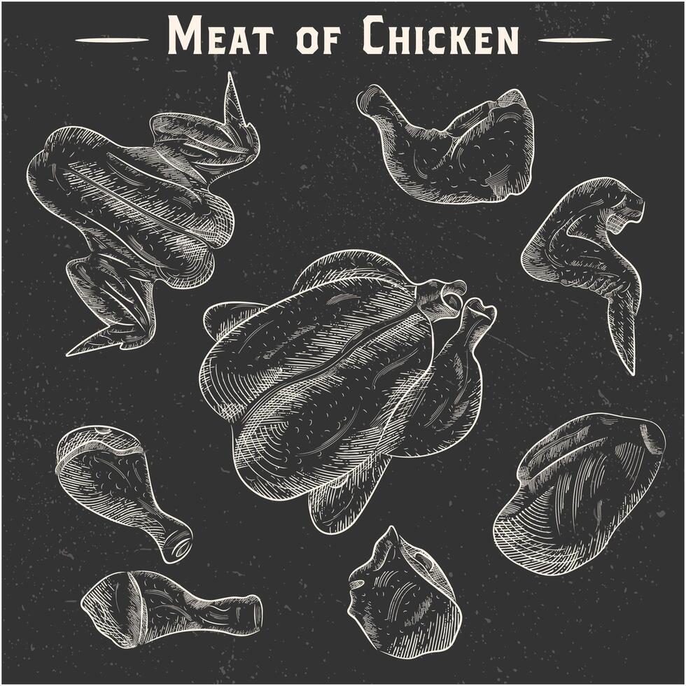 Fresh chicken meat. Top view. Isolated on a white vintage vector isolated sketch hand drown chalk drawing on the blackboard,