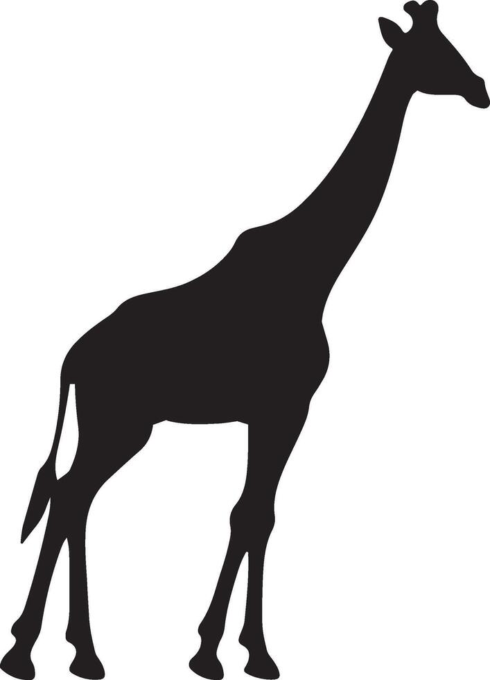 giraffee silueta vector ilustración blanco antecedentes