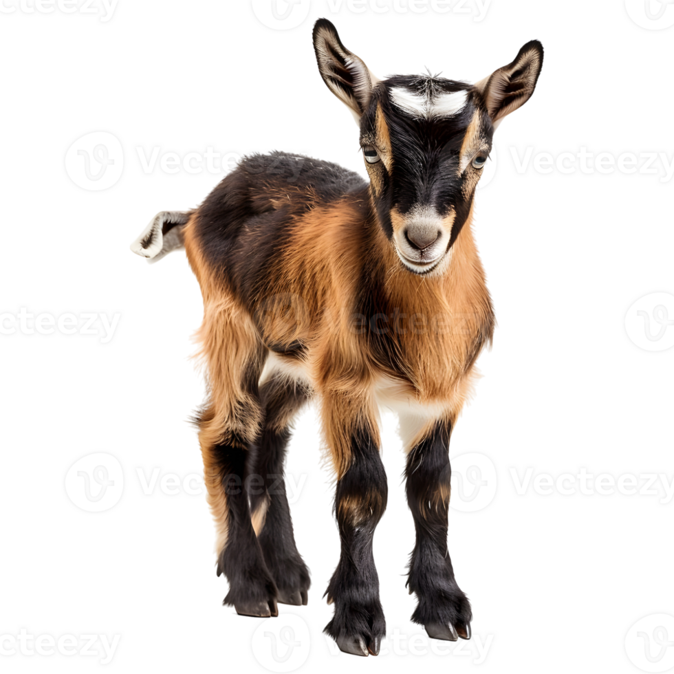 AI generated Young Goat on Transparent background - Ai Generated png