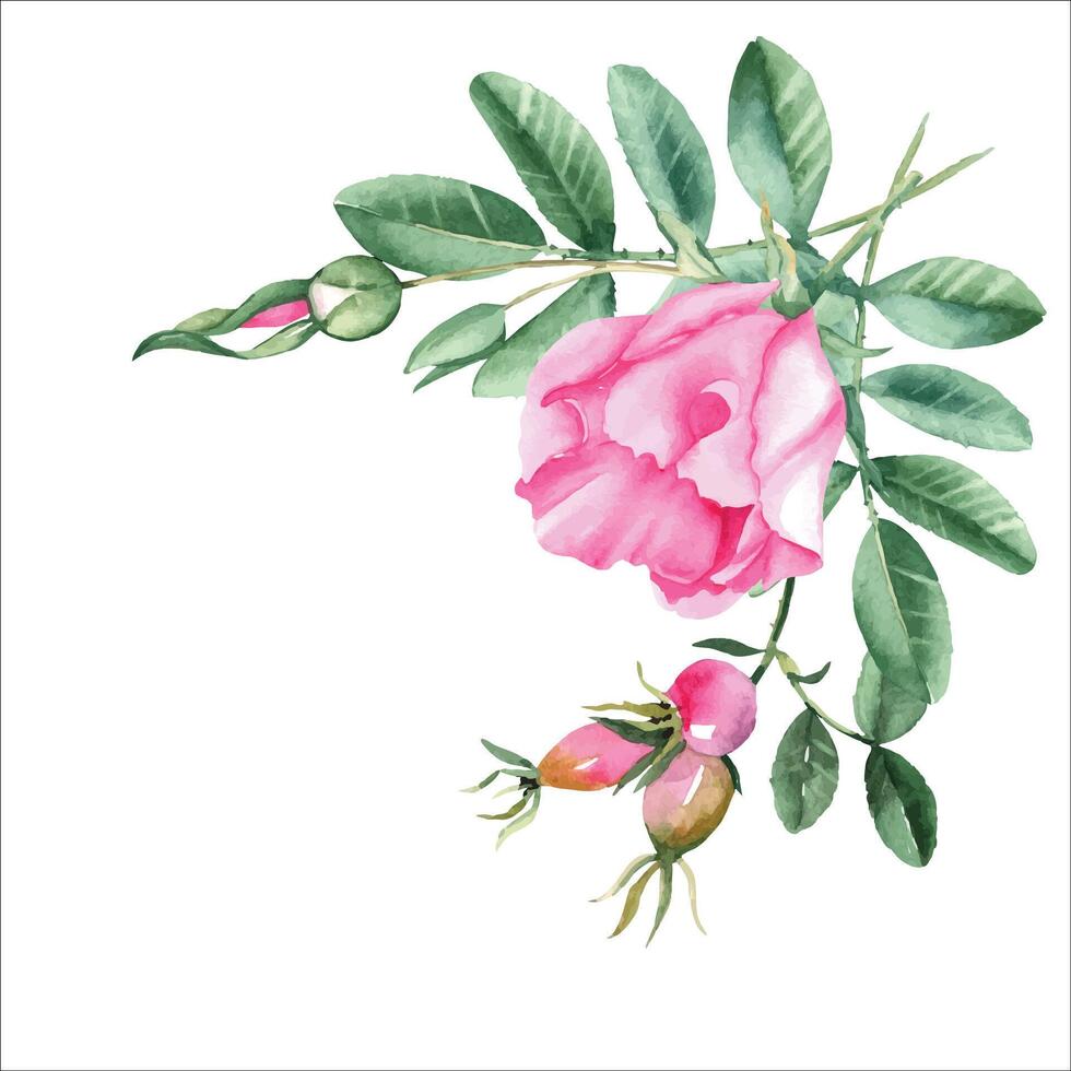 Watercolor dog rose bouquet, corner composition from flowers, leaves and berries. Botanical hand drawn illustration. vector